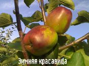 фото Зимняя красавица (Зимнее Камендровского) яблоки