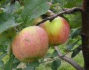 фото Витязь яблоки
