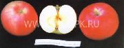 фото Мальт вагаевский (Мальт саратовский) яблоки