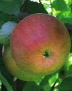 фото Тамбовское  яблоки