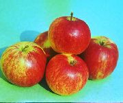 фото Бессемянка мичуринская  яблоки