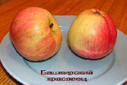 фото Башкирский красавец яблоки
