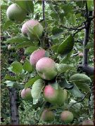 фото Яркое лето яблоки
