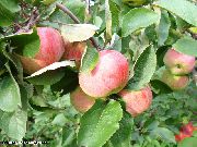 фото Зимнее наслаждение  яблоки