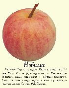 фото Нобилис яблоки