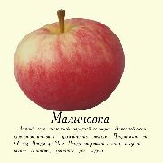 фото Малиновка яблоки