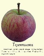 фото Терентьевка яблоки