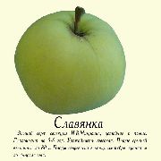 фото Славянка яблоки