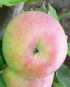фото Бисмарк яблоки