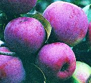 фото Белорусское малиновое яблоки