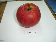 фото Легенда  яблоки