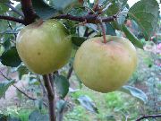 фото Ренет Золотой Лифляндский яблоки