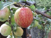 фото Сеянец Титовки яблоки