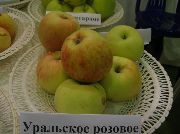 фото Уральское розовое яблоки
