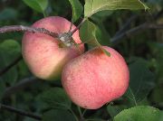 фото Соковое 3 яблоки