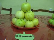 фото Свердловчанин яблоки