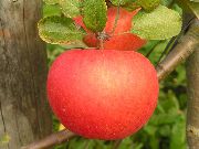фото Лучезарное яблоки
