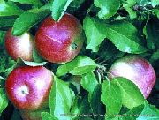 фото Весялина яблоки