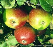 фото Заславское яблоки