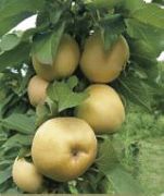 фото Янтарное ожерелье  яблоки