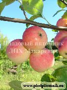 фото Августовское дальневосточное яблоки