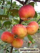 фото Налив амурский яблоки