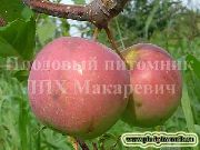 фото Сибирское сладкое яблоки