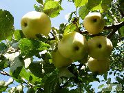 фото Янтарь яблоки