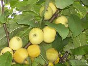фото Осеннее низкорослое (карлики Мазунина) яблоки