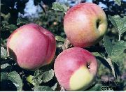 фото Деличия яблоки