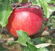 фото Мелроуз яблоки