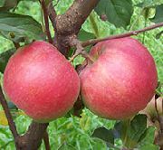фото Лорд Ламбурне яблоки