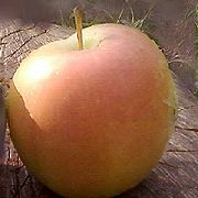 фото Скифское золото яблоки