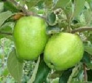 фото Лимонное зимнее яблоки