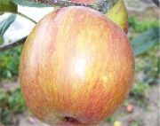 фото Теллисааре яблоки