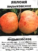 фото Яндыковское яблоки