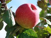 фото Филинское яблоки