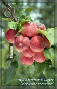фото Алтайское крапчатое яблоки