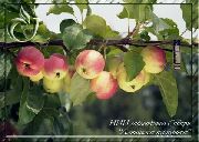 фото Алтайское пурпуровое яблоки