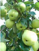 фото Белое летнее яблоки