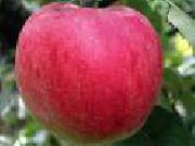 фото Орнамент  яблоки