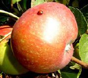 фото Зоренька яблоки