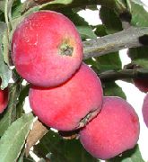 фото Алтайское багряное яблоки