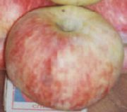 фото Алтайское бархатное яблоки