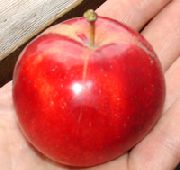 фото Осенняя радость Алтая яблоки