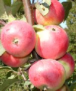 фото Заветное яблоки