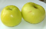 фото Феникс алтайский яблоки