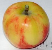 фото Зимний шафран яблоки