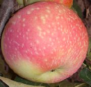 фото Уральский сувенир яблоки