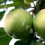 фото Чудное (карлики Мазунина) яблоки